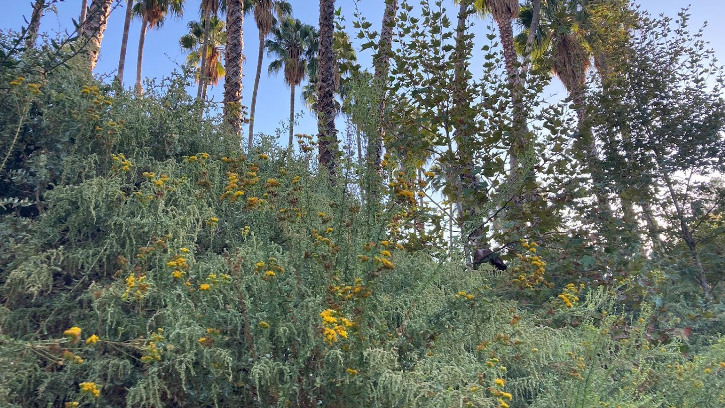 LA River Greenway Restoration