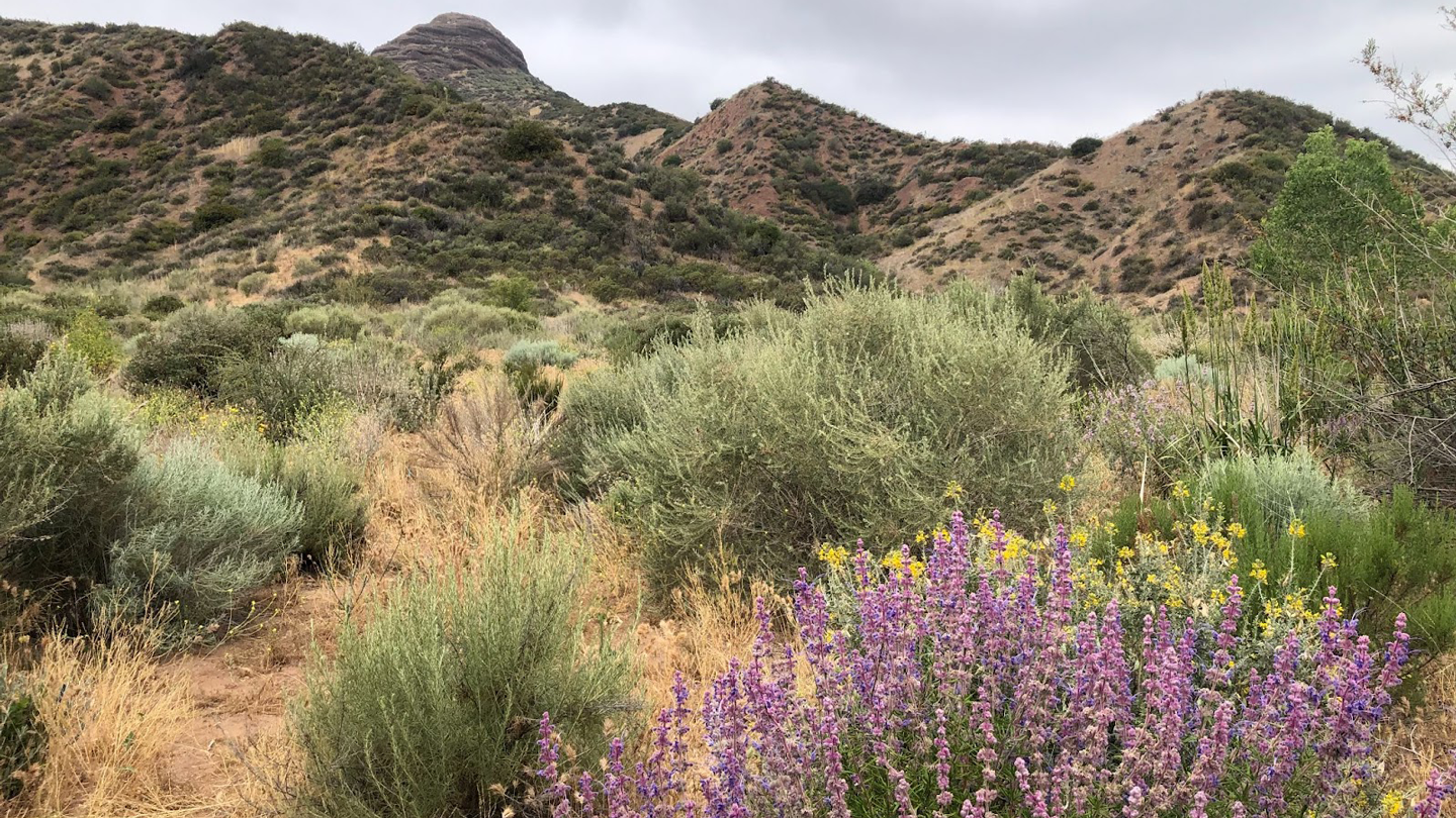 San Francisquito Canyon Chaparral Restoration