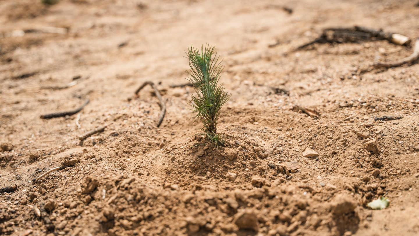 Shake Conifer Reforestation
